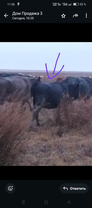 Продам коров 5 голов