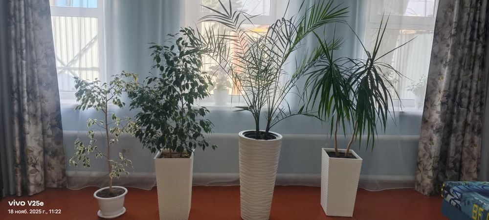 Продам цветы большие