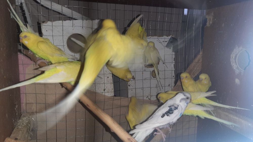 попугай албиносы 19 шт