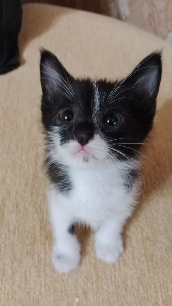Котёнок мальчик домашний