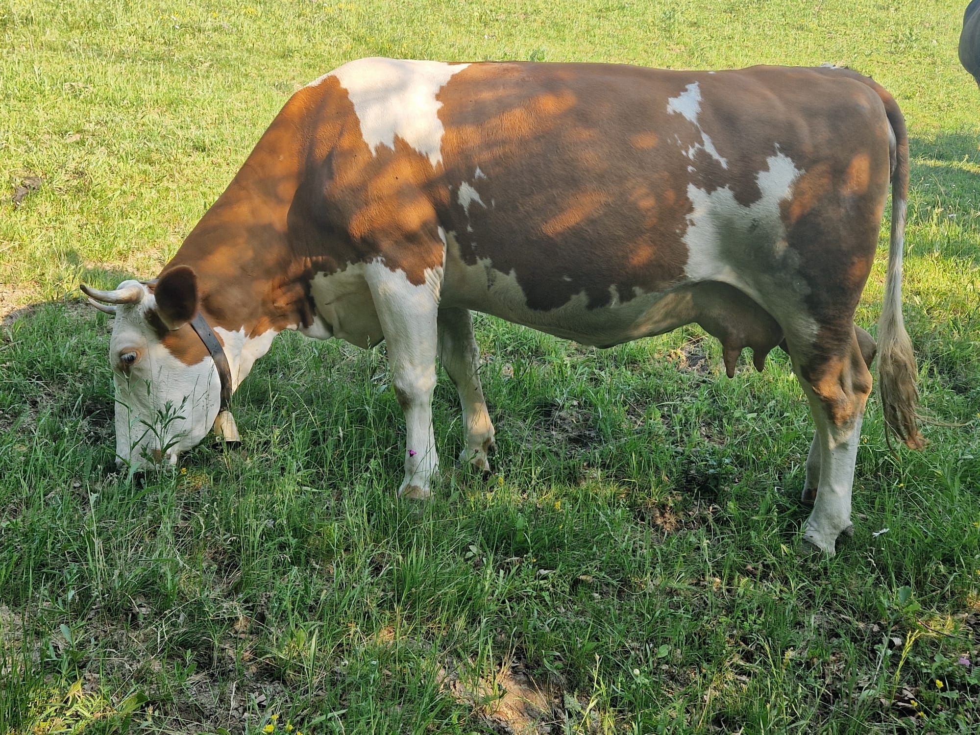 Vaca de vanzare. În data de 20-25 iulie trebuie sa fete