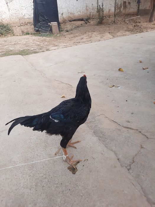 Хонаки хурозлар сотилади