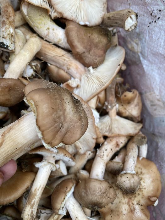 ghebe proaspete de vanzare