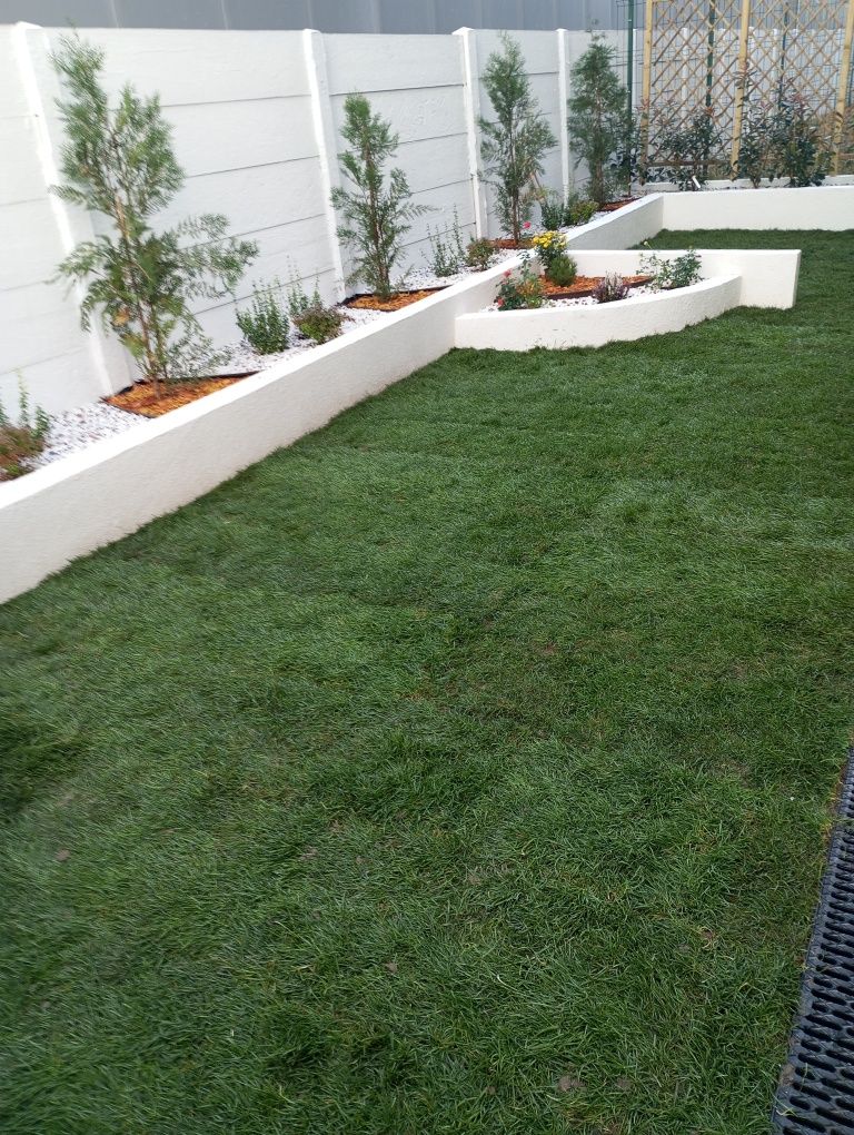 Gazon rulou plante ornamentale