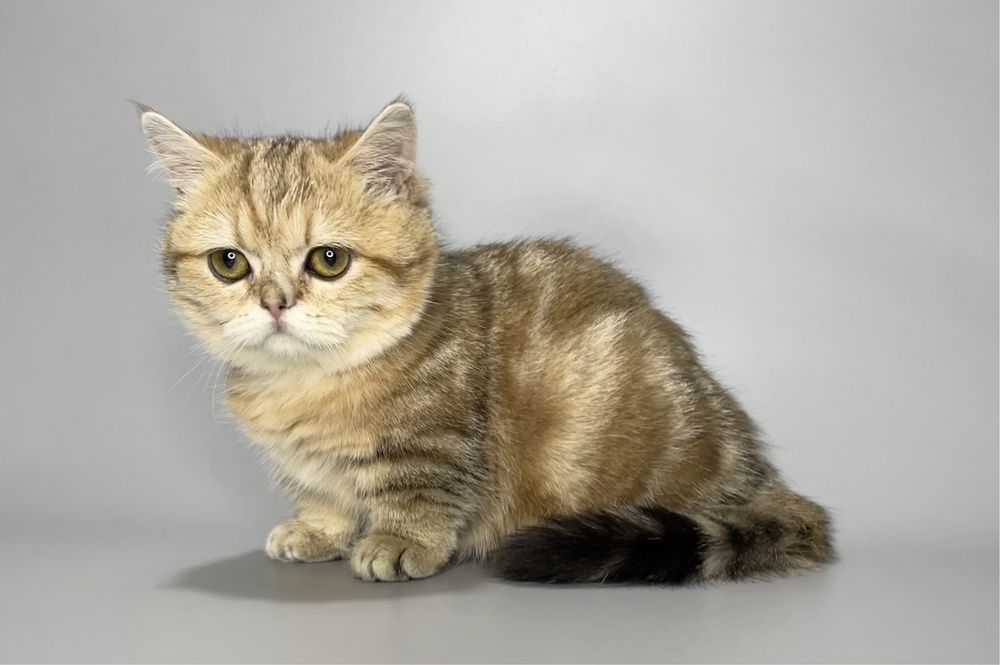 Продается манчкин,кошечка .