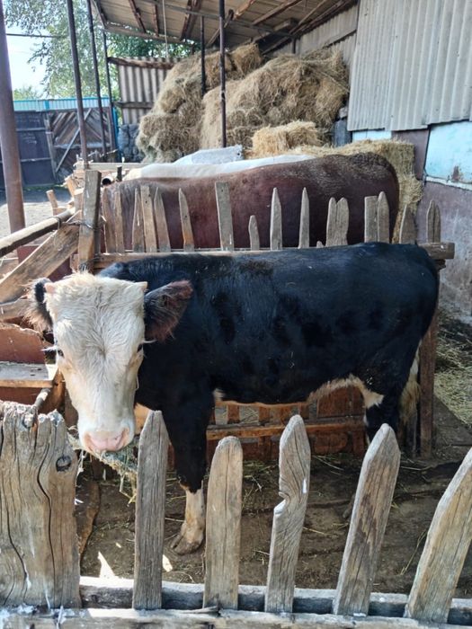 Продам бычка 8 !!