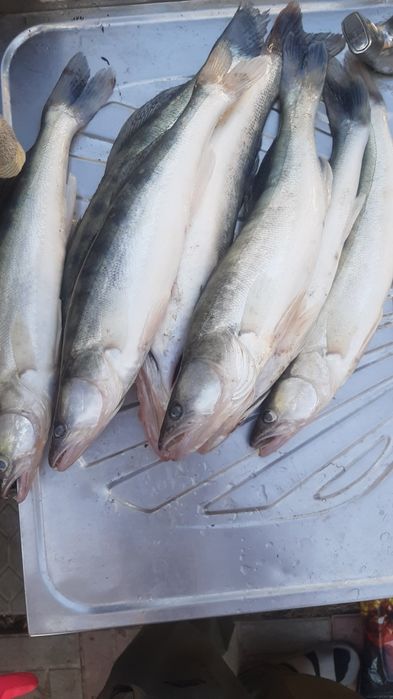 Продам свежих Судак