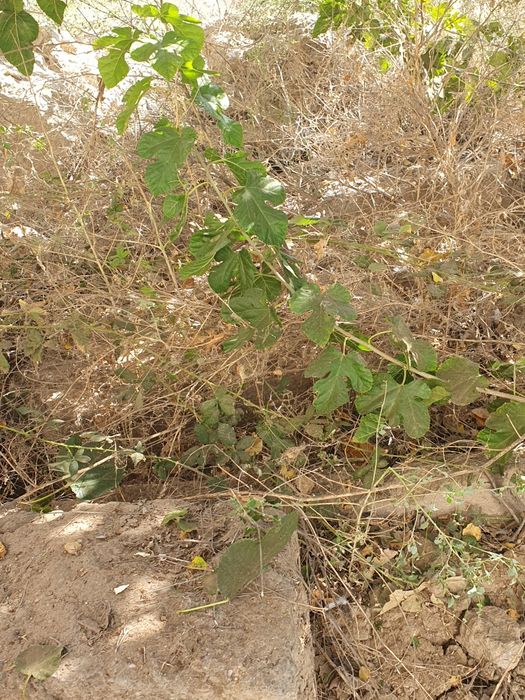 Maydalangan fundament sotiladi
