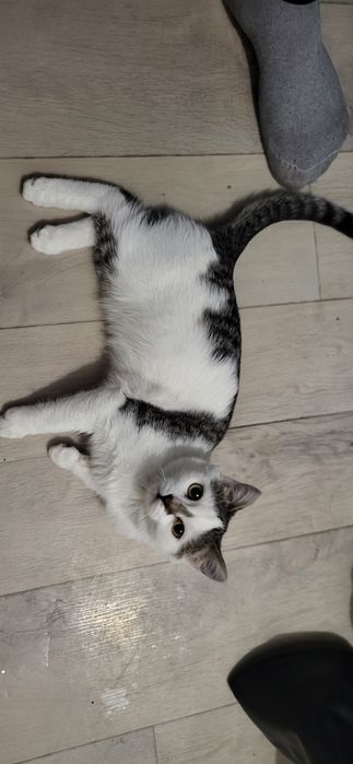 Котик бесплатно толе би ауэзова