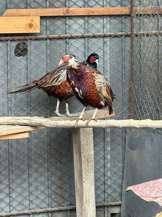 Fazani și făzănițe comuni