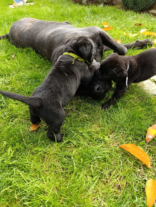 Кане Корсо кученца