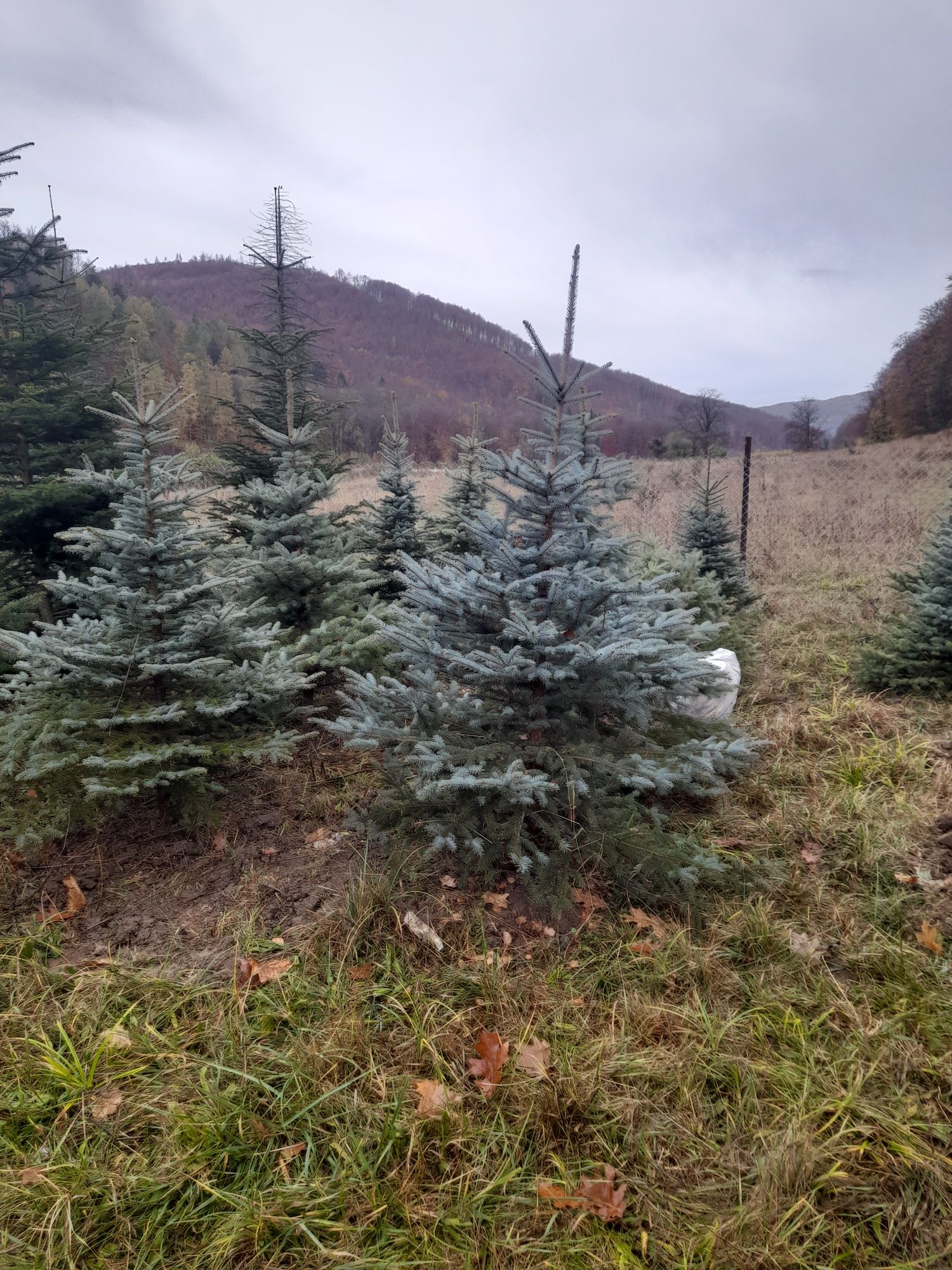 Vând brazi cu balot sau la ghiveci verzi și arginti