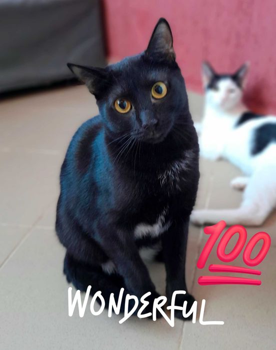 Adoptie pisica neagra castrata