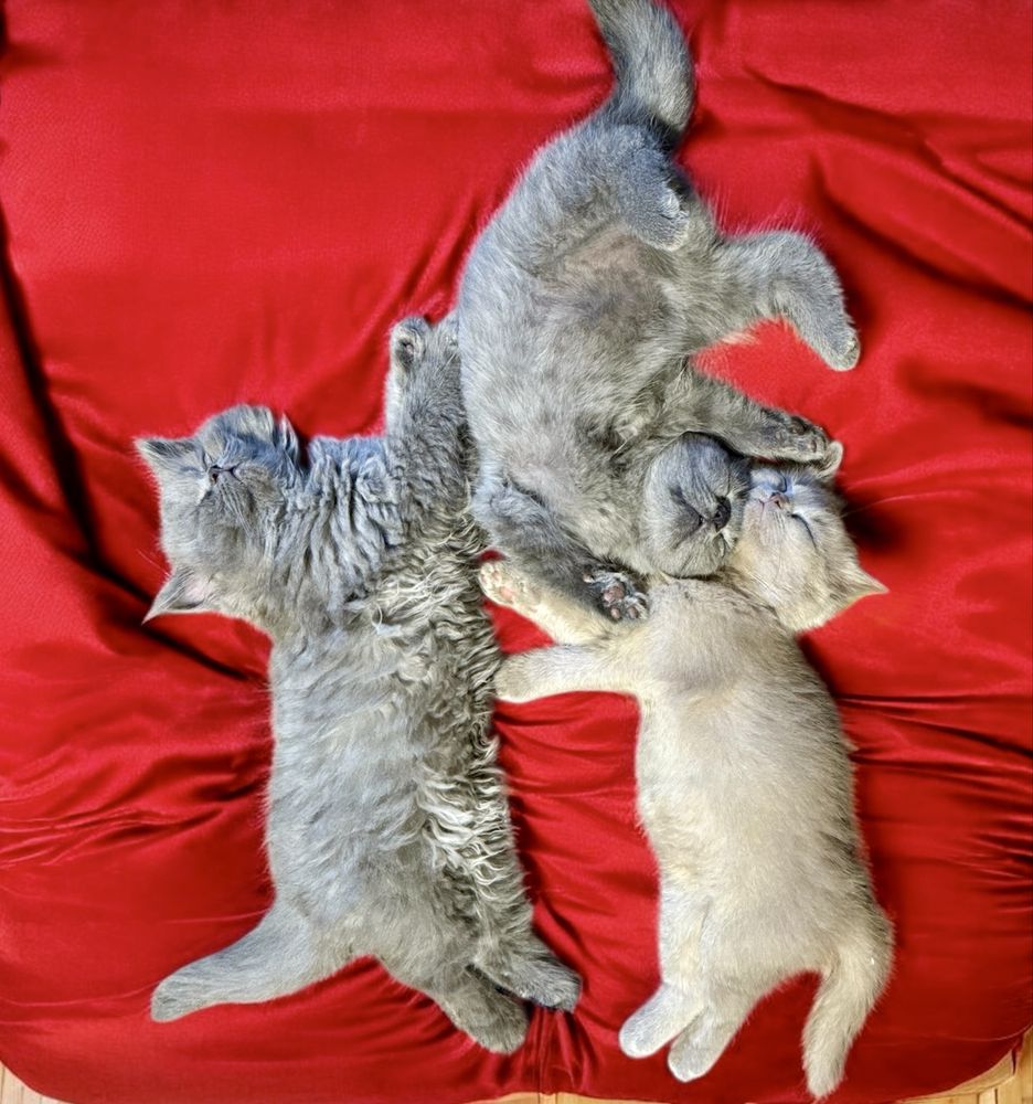 Fetita british longhair,pedigree,teste virale si genetice,transport