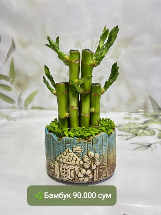 Бамбук, Сансевиерия, Драцена и другие растения