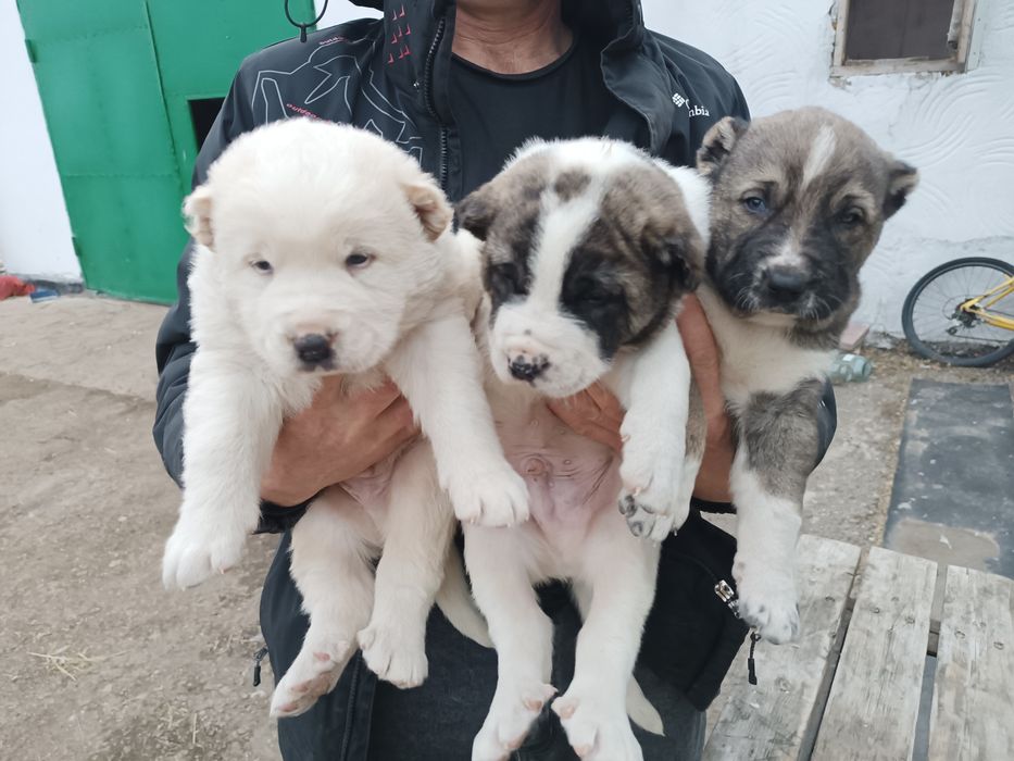 Продам Щенков Алабая