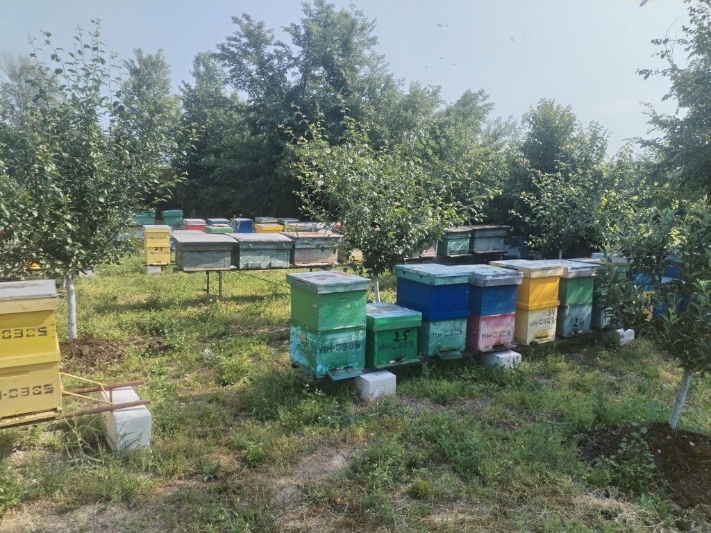 Vând stupi cu albine  și roiuri separat