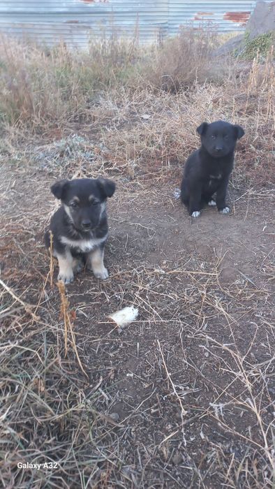 Щенки без породы, раздаю бесплатно.