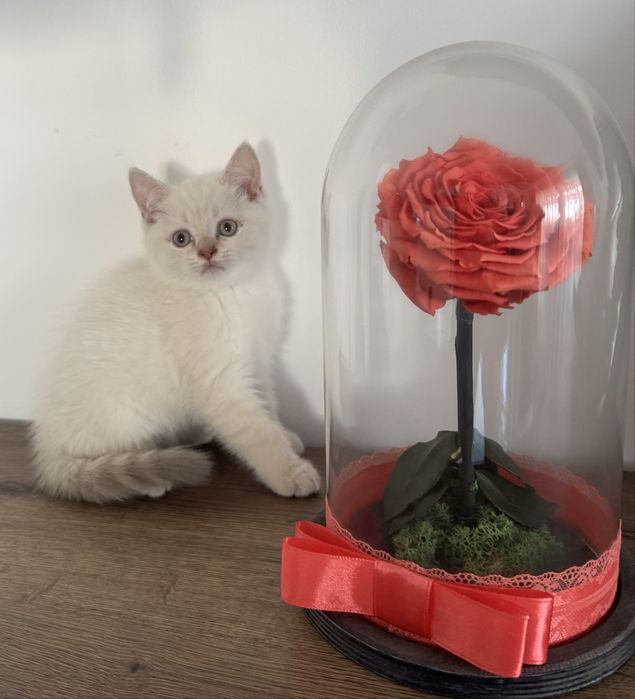 British alb 2 luni deparazitat si vaccinat