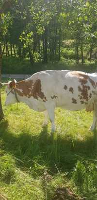 Vaca Bălțată Romaneasca gestanta in 7 luni