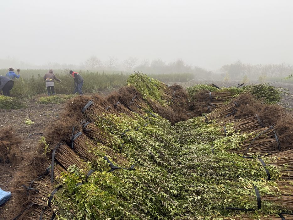 Ligustrum ovalifolium - lemn cainesc - anul 2