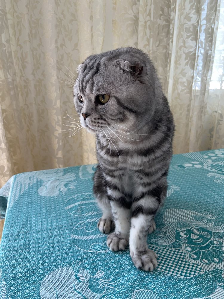 Кот шотландаский вислоухий