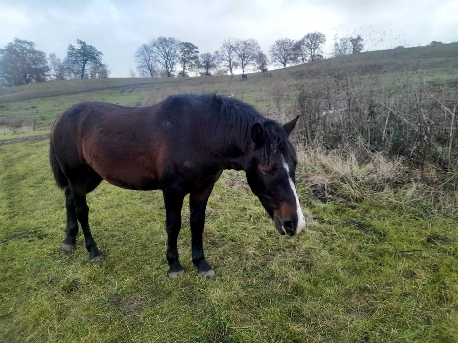 Manz  de 2 ani foarte cuminte