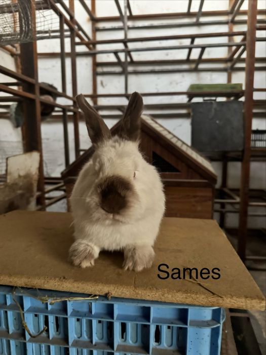 Quyon Kalifornya 8 dona ikta sames 6 ta samka