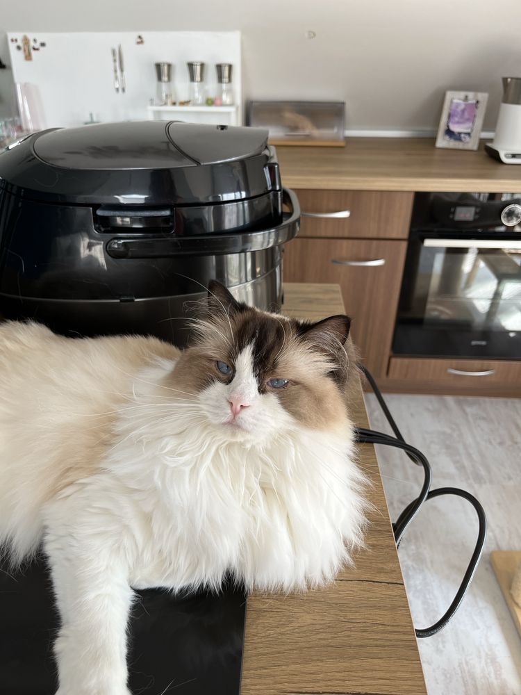 Подарявам коте - порода Ragdoll, момиче, на 4 години