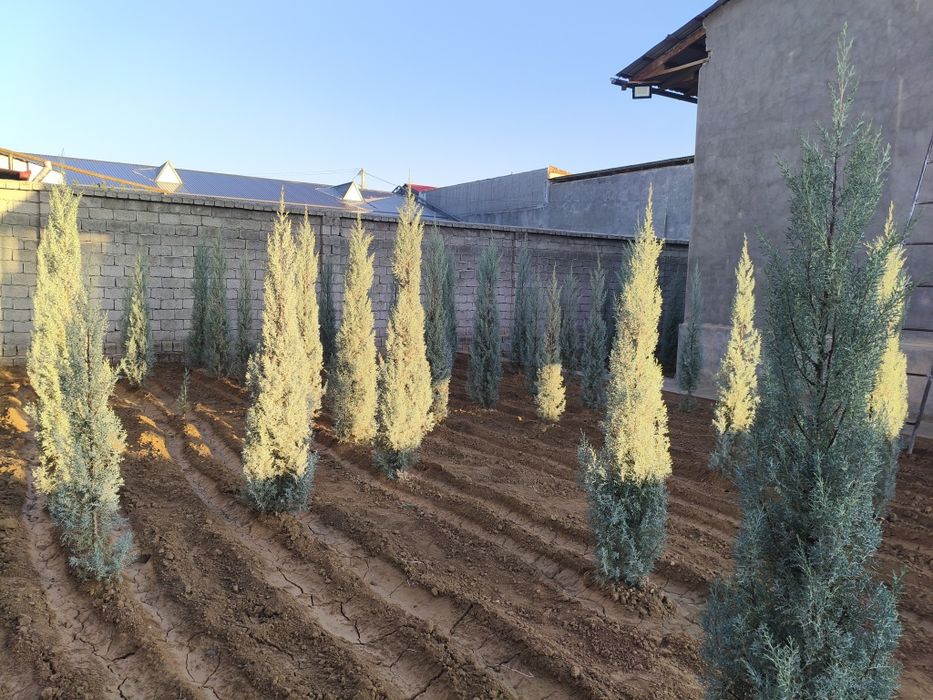 Арча Аризонская кепарис Италия сотилади