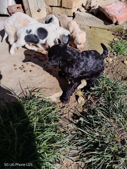 Кокер шпаньол и Лагото