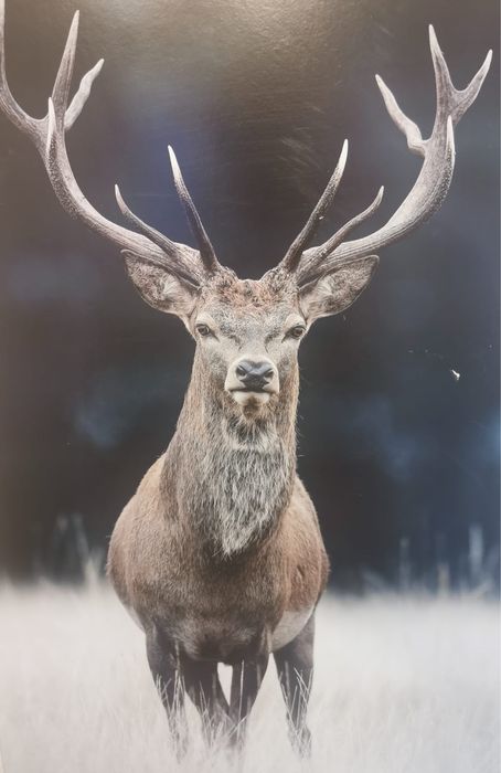 Антикварна фотография благороден елен рамкирана за закачане на стена