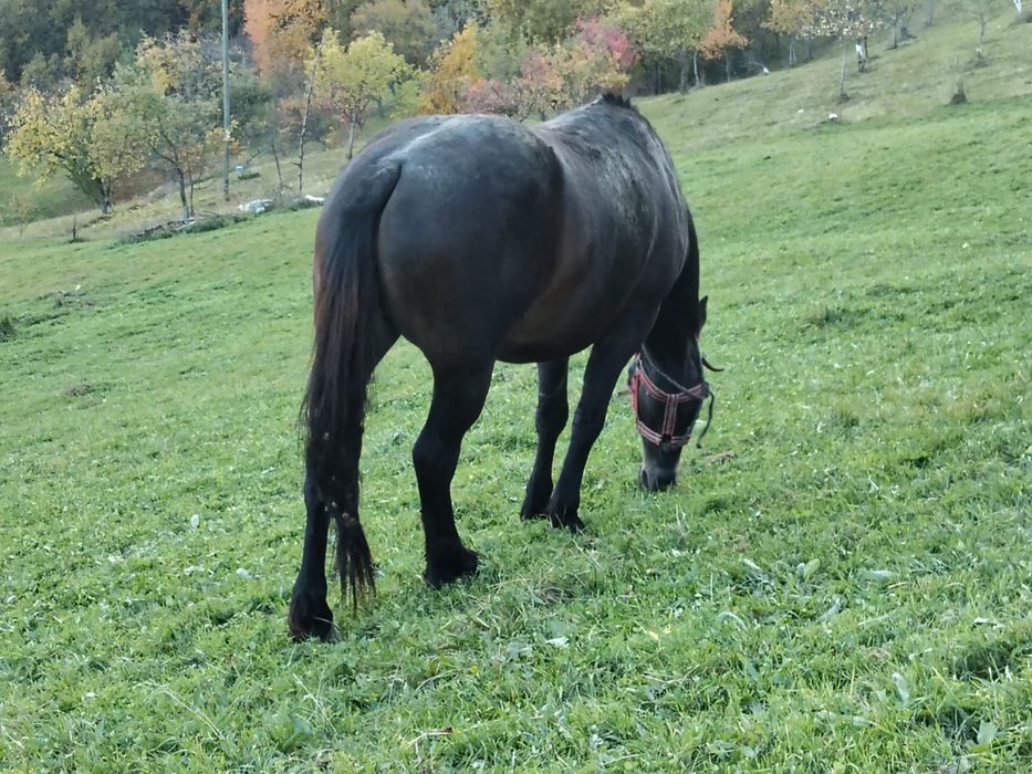 Vind iapă in vârstă de 4 ani
