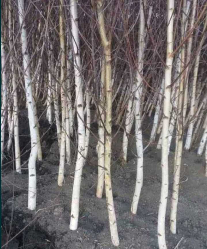 Mesteacan Alb Betula