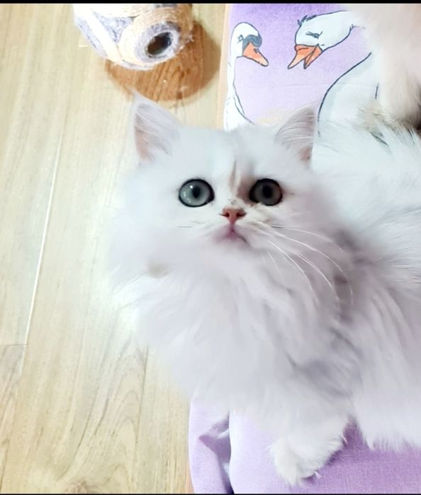 British longhair cu ochii verzi si pedigree