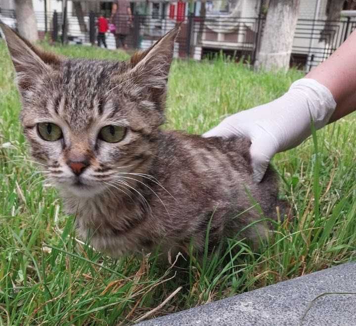 Котёнок, девочка, 3 месяца