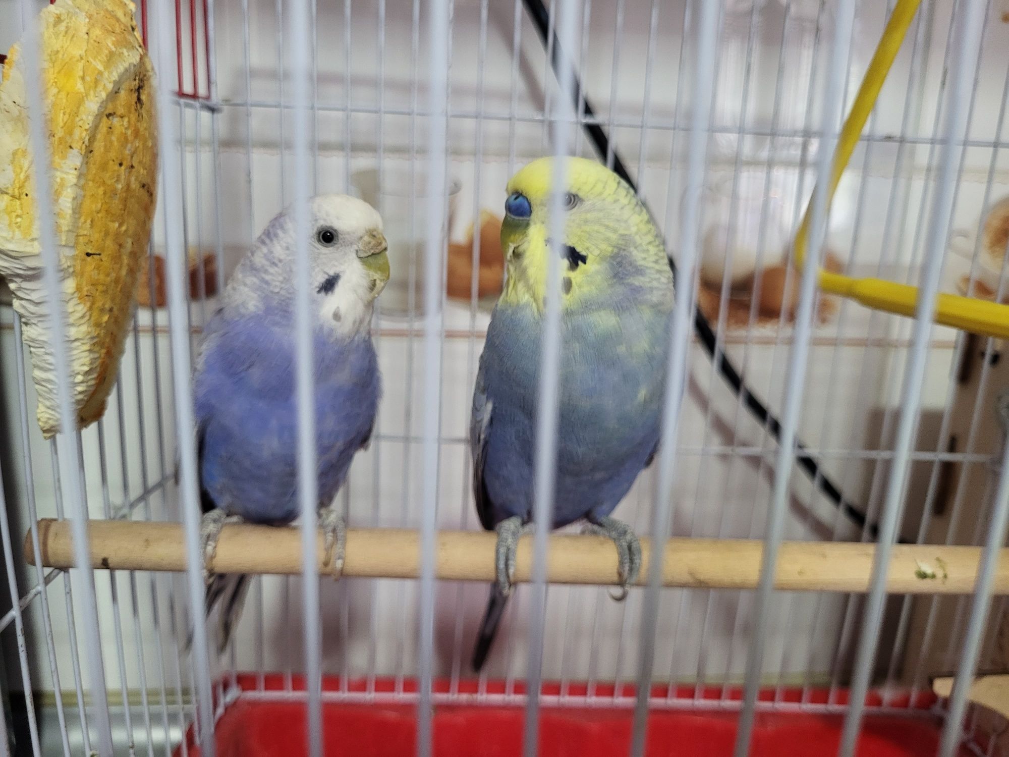 croyli toti quwlar  juftligi  soglom va faol