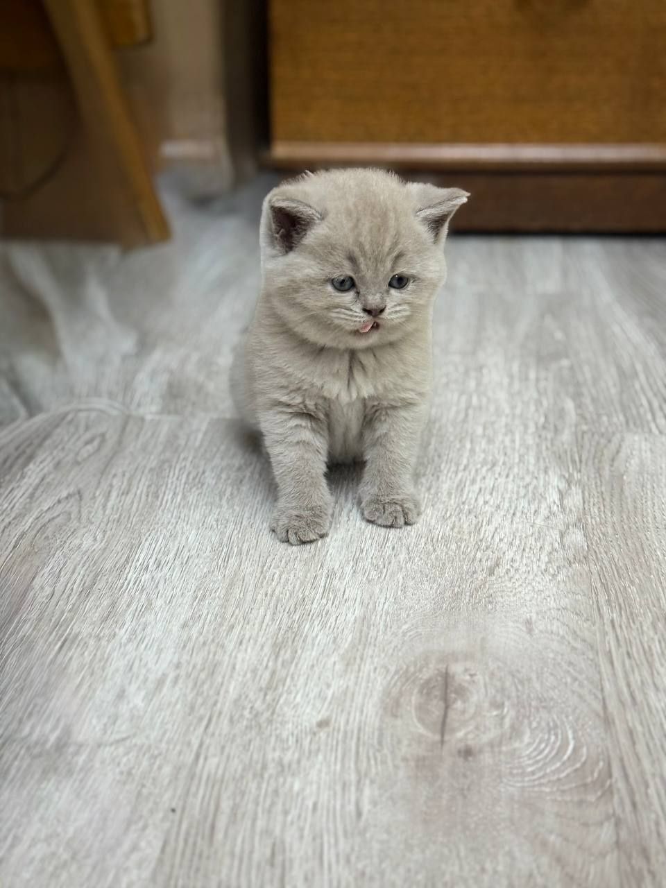 Котята британцы с отличным генотипом