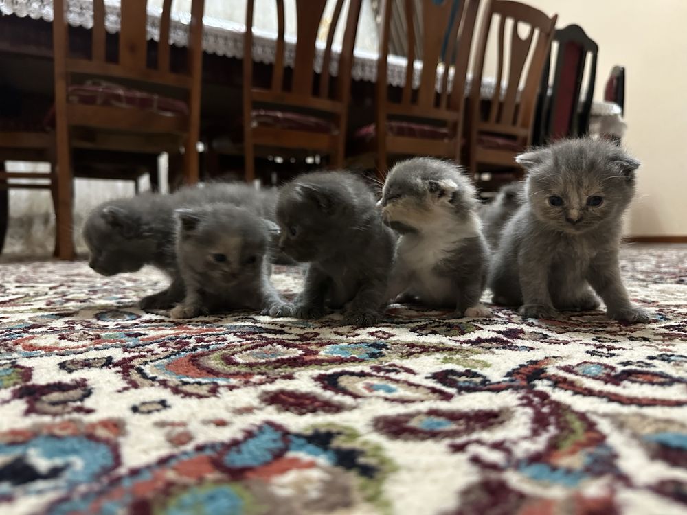 Scottish fold sotiladi
