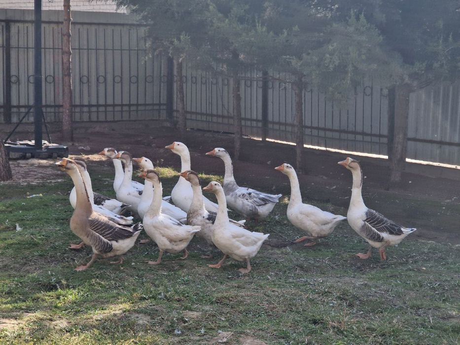 Katta katta g’ozlar