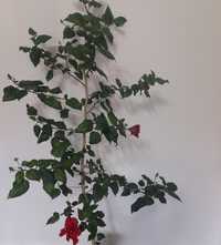 Trandafir japonez rosu batut
