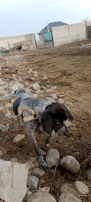 Дежеххехкхөкқузухуззу