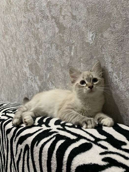 Отдам бесплано котят