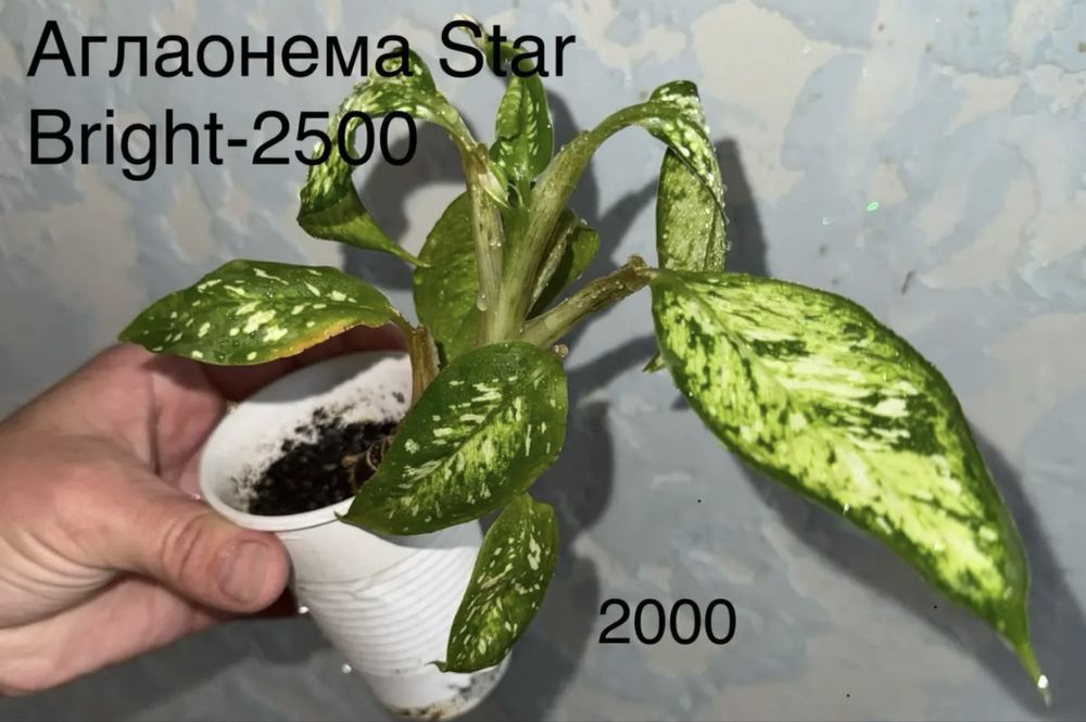 Аглаонема Star Bright