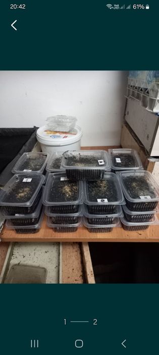 Червь Дендробене.