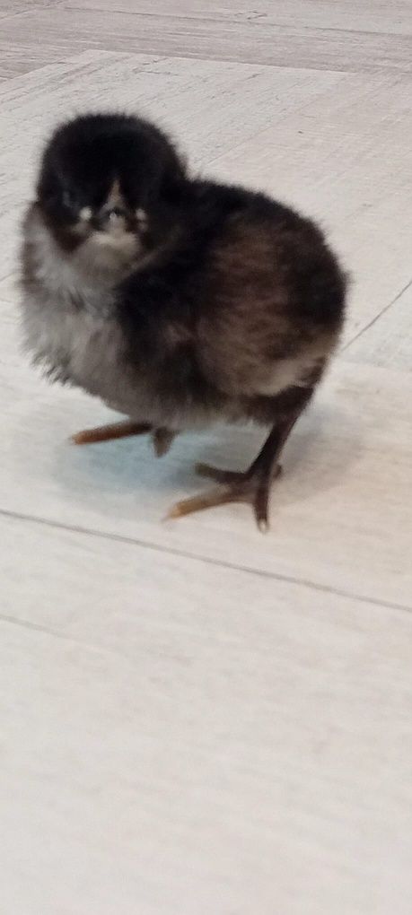 Vand pui rasa Australorp de o zi
