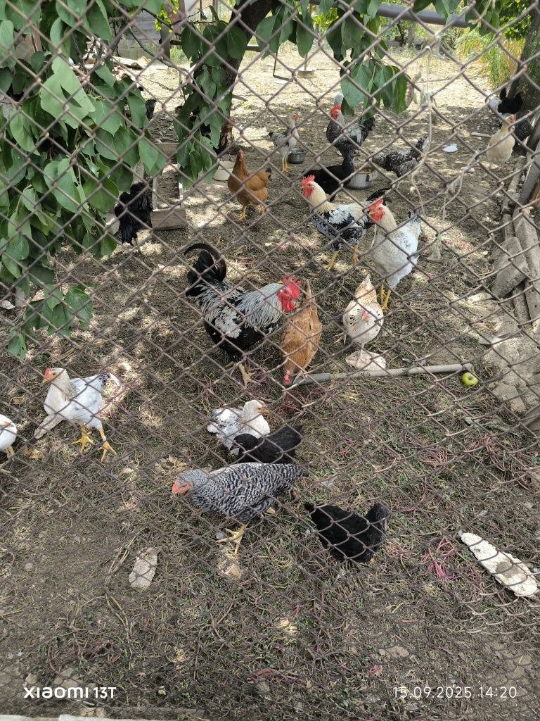 Кокошки и пилета петли