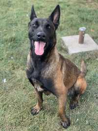 Donez femelă belgian Malinois