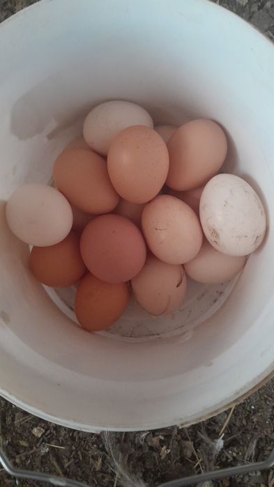 Домашние яйца по 80 тенге