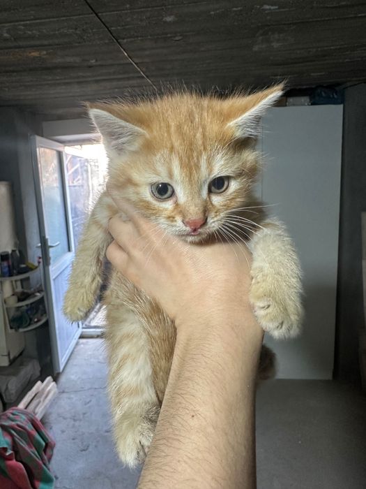 Отдам даром в хорошие руки!